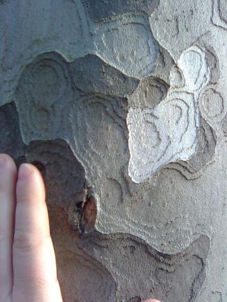 ... si narrava fossero discesi dal platano ...