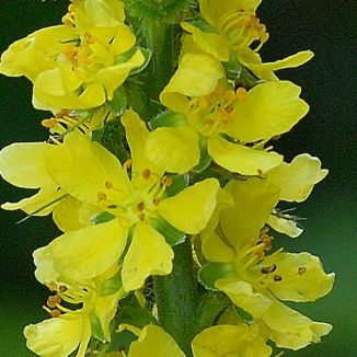 Agrimony1